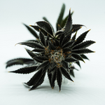 V&M Button 1 V&M Button 1